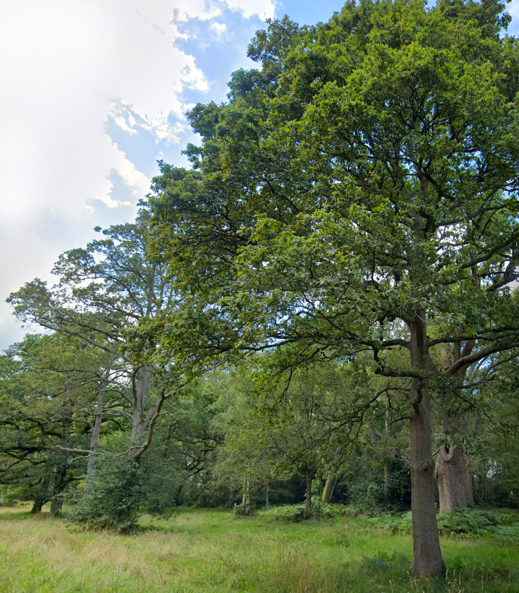 Bucklebury Common
